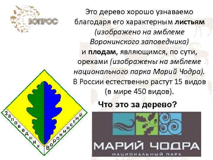 Это дерево хорошо узнаваемо благодаря его характерным листьям (изображено на эмблеме Воронинского заповедника) и