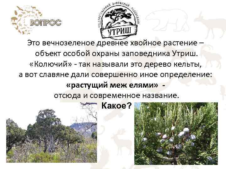 Это вечнозеленое древнее хвойное растение – объект особой охраны заповедника Утриш. «Колючий» так называли