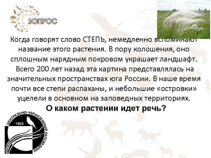 Когда говорят слово СТЕПЬ, немедленно вспоминают название этого растения. В пору колошения, оно сплошным