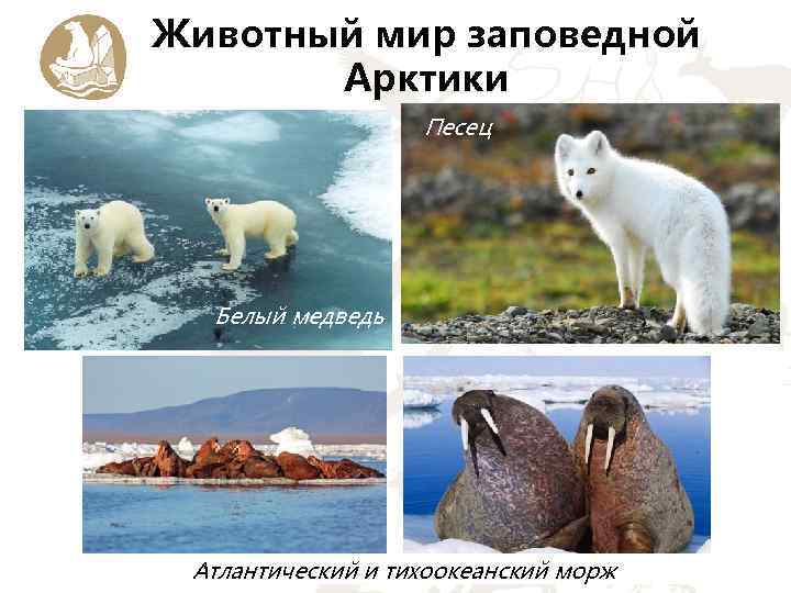 Животный мир заповедной Арктики Песец Белый медведь Атлантический и тихоокеанский морж 