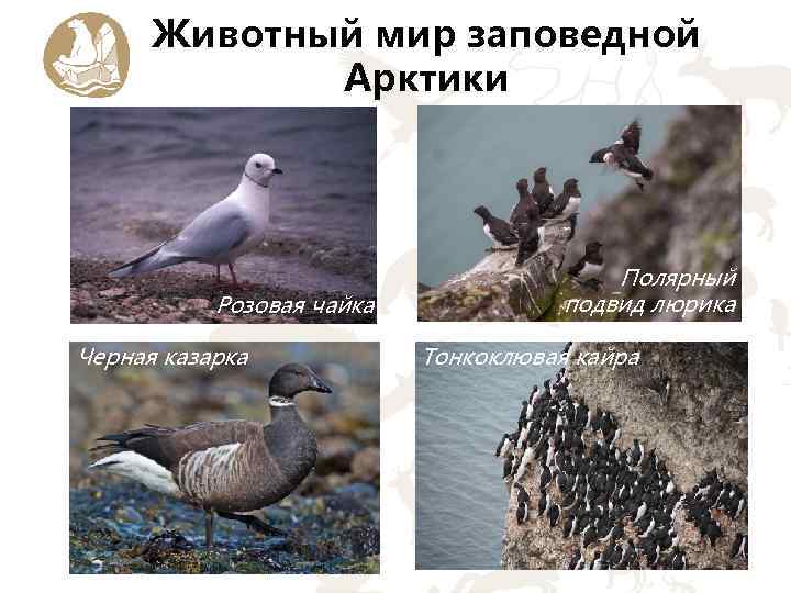 Животный мир заповедной Арктики Розовая чайка Черная казарка Полярный подвид люрика Тонкоклювая кайра 