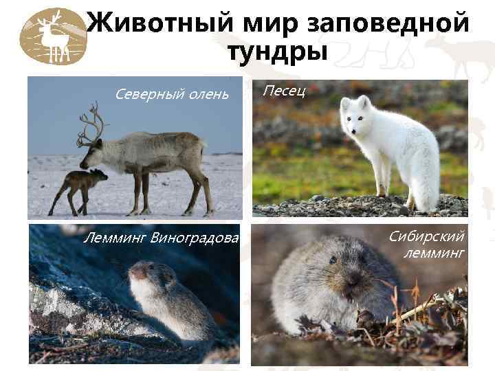 Животный мир заповедной тундры Северный олень Лемминг Виноградова Песец Сибирский лемминг 