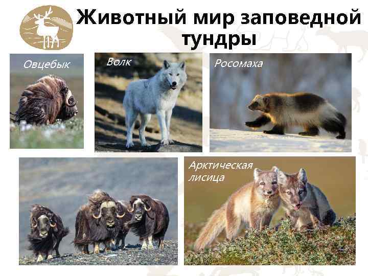 Животный мир заповедной тундры Овцебык Волк Росомаха Арктическая лисица 