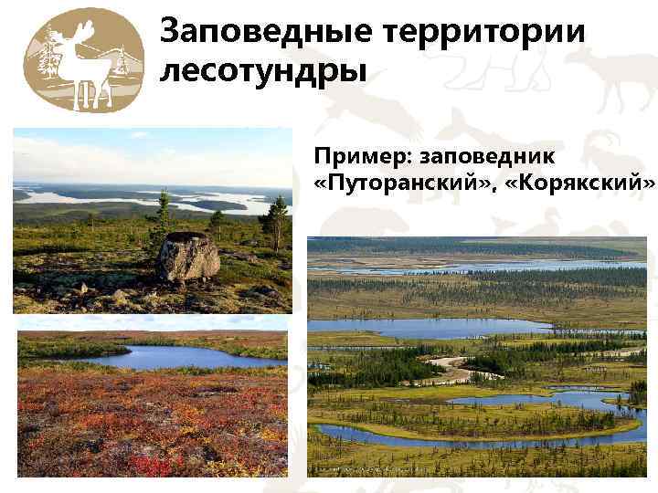 Заповедные территории лесотундры Пример: заповедник «Путоранский» , «Корякский» 
