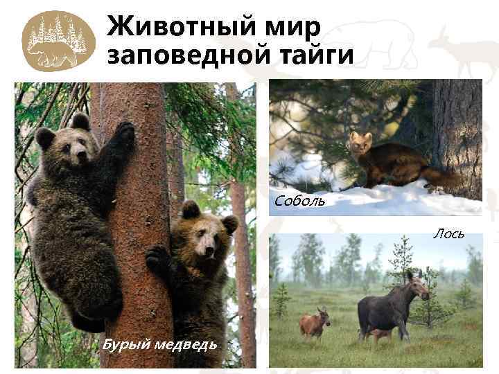 Животный мир заповедной тайги Соболь Лось Бурый медведь 