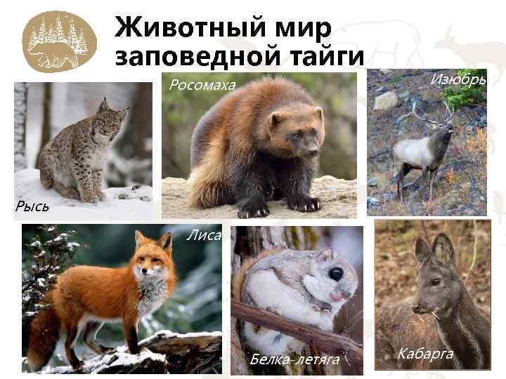 Животный мир заповедной тайги Росомаха Изюбрь Рысь Лиса Белка-летяга Кабарга 