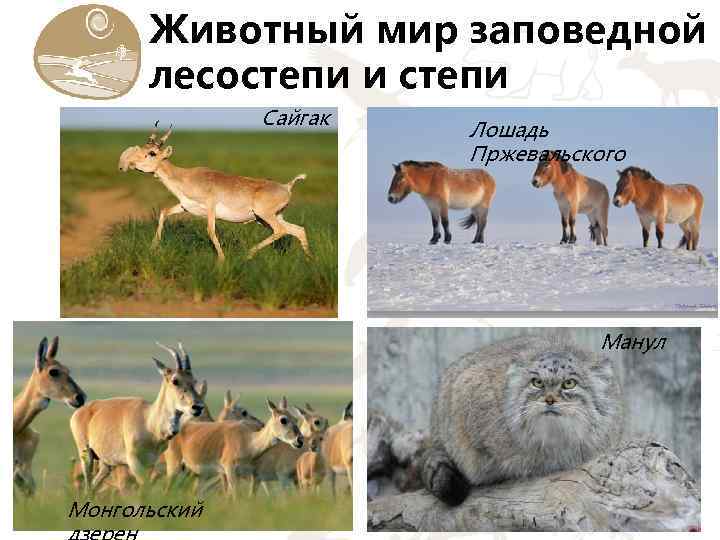 Какие животные обитают в лесостепях и степях. Животный мир лесостепи и степи в России. Животный мир мир лесостепи. Обитатели лесостепей и степей. Животные которые живут в степи и лесостепи.