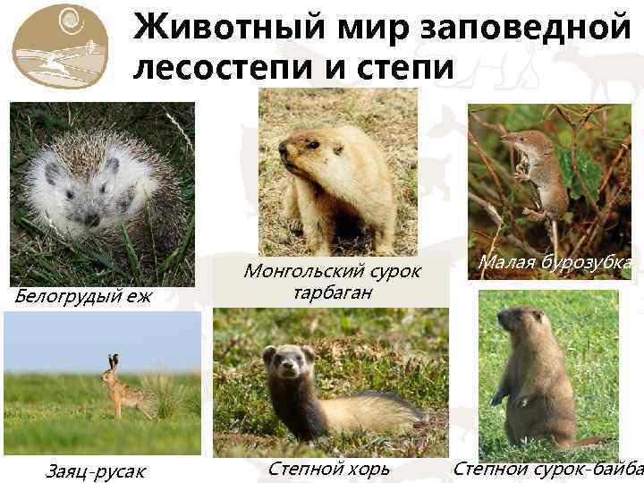 Какие животные обитают в лесостепях и степях. Животный мир лесостепи и степи. Животные лесостепи в России. Типичные животные лесостепи. Животные степей и лесостепей России.