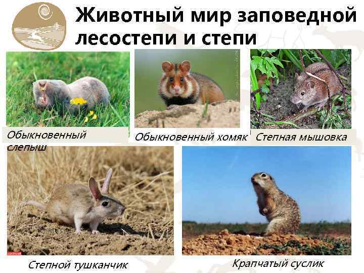 Животный мир заповедной лесостепи и степи Обыкновенный слепыш Степной тушканчик Обыкновенный хомяк Степная мышовка