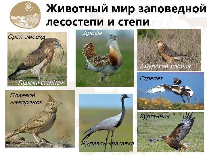 В какой природной зоне обитает стрепет. Животные степей и лесостепей России. Животные и птицы лесостепи.
