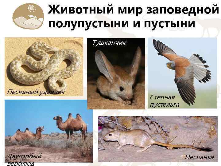 Животный мир заповедной полупустыни и пустыни Тушканчикк Песчаный удавчик Двугорбый верблюд Степная пустельга Песчанка