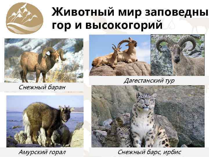 Животный мир заповедных гор и высокогорий Снежный баран Амурский горал Дагестанский тур Снежный барс,