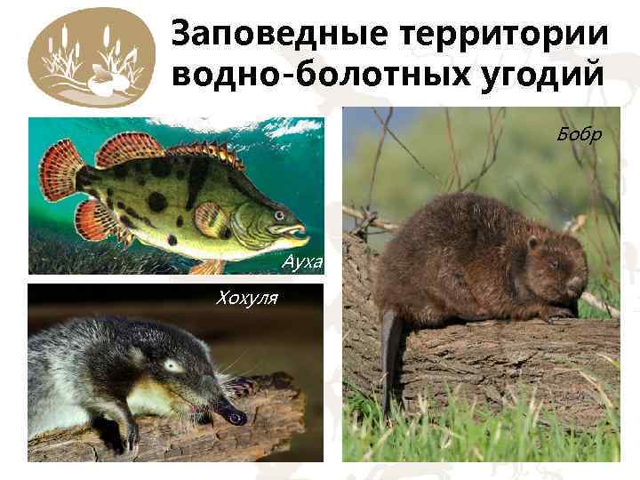 Заповедные территории водно-болотных угодий Бобр Ауха Хохуля 