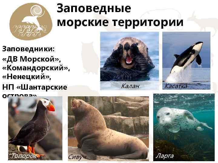 Заповедные морские территории Заповедники: «ДВ Морской» , «Командорский» , «Ненецкий» , НП «Шантарские острова»