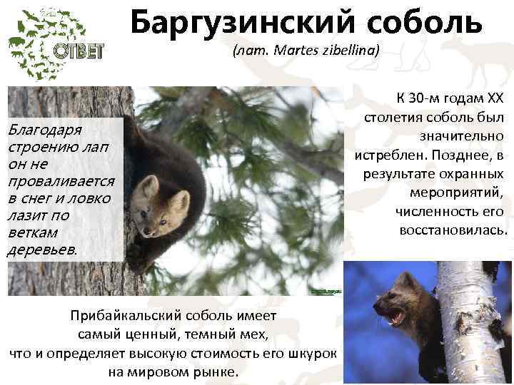 Баргузинский соболь (лат. Martes zibellina) Благодаря строению лап он не проваливается в снег и