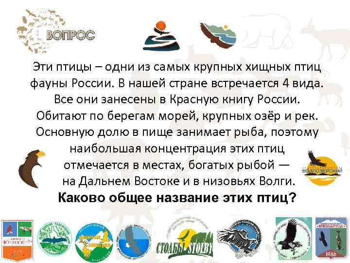 Эти птицы – одни из самых крупных хищных птиц фауны России. В нашей стране