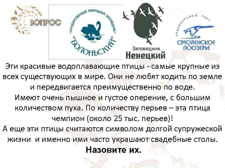 Эти красивые водоплавающие птицы самые крупные из всех существующих в мире. Они не любят