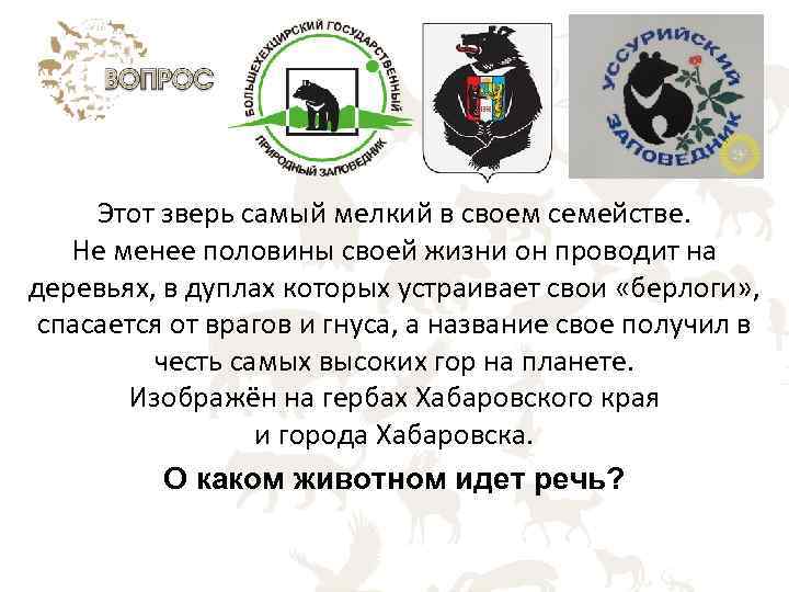 Этот зверь самый мелкий в своем семействе. Не менее половины своей жизни он проводит