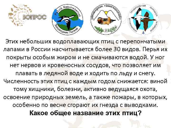 Этих небольших водоплавающих птиц с перепончатыми лапами в России насчитывается более 30 видов. Перья
