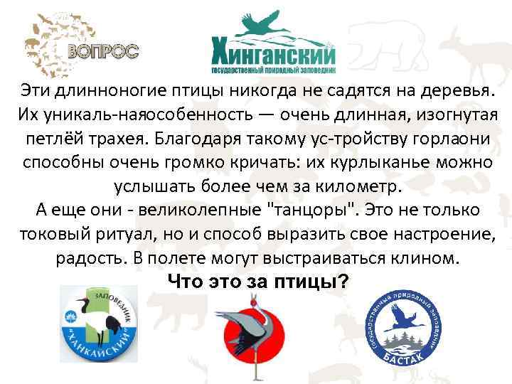 Эти длинноногие птицы никогда не садятся на деревья. Их уникаль ная собенность — очень