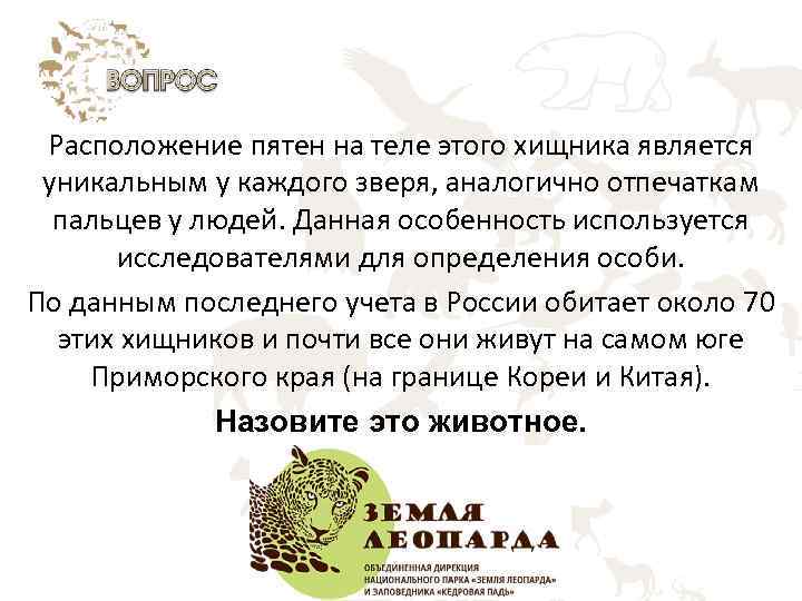 Расположение пятен на теле этого хищника является уникальным у каждого зверя, аналогично отпечаткам пальцев