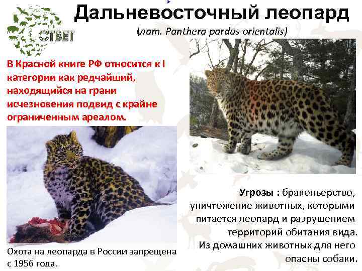 Леопард занесен в красную. Дальневосточный леопард (Panthera pardus orientalis). Амурский леопард красная книга численность.