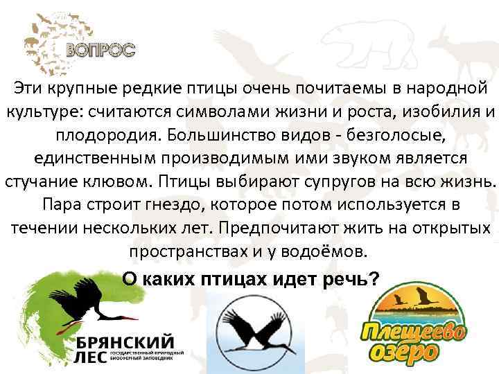 Эти крупные редкие птицы очень почитаемы в народной культуре: считаются символами жизни и роста,