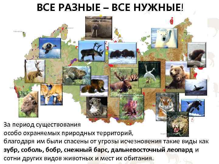ВСЕ РАЗНЫЕ – ВСЕ НУЖНЫЕ! За период существования особо охраняемых природных территорий, благодаря им