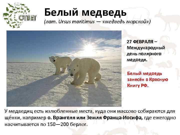 Белые дни в феврале. Международный день белого медведя. День белого медведя в России. День полярного медведя. Международный день полярного (белого) медведя.