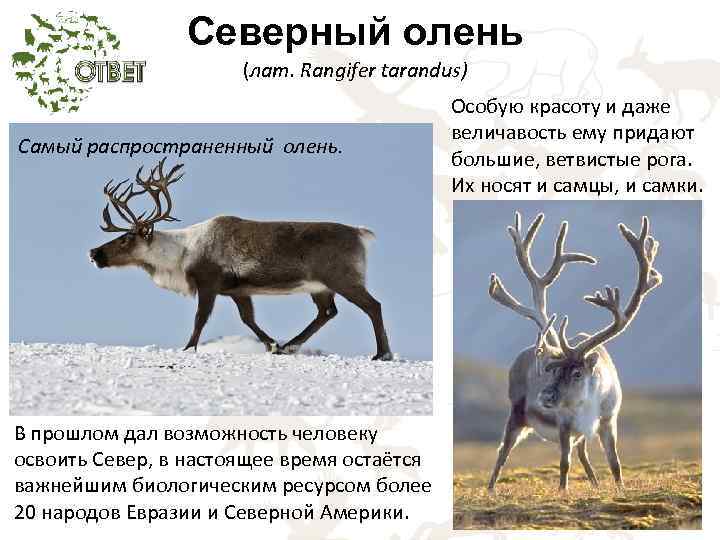 Северный олень (лат. Rangifer tarandus) Самый распространенный олень. В прошлом дал возможность человеку освоить