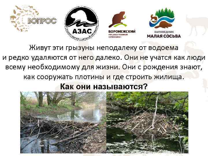 Живут эти грызуны неподалеку от водоема и редко удаляются от него далеко. Они не