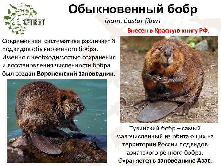 Обыкновенный бобр (лат. Castor fiber) Внесен в Красную книгу РФ. Современная систематика различает 8