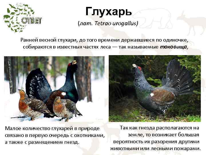 Глухарь (лат. Tetrao urogallus) Ранней весной глухари, до того времени державшиеся по одиночке, собираются