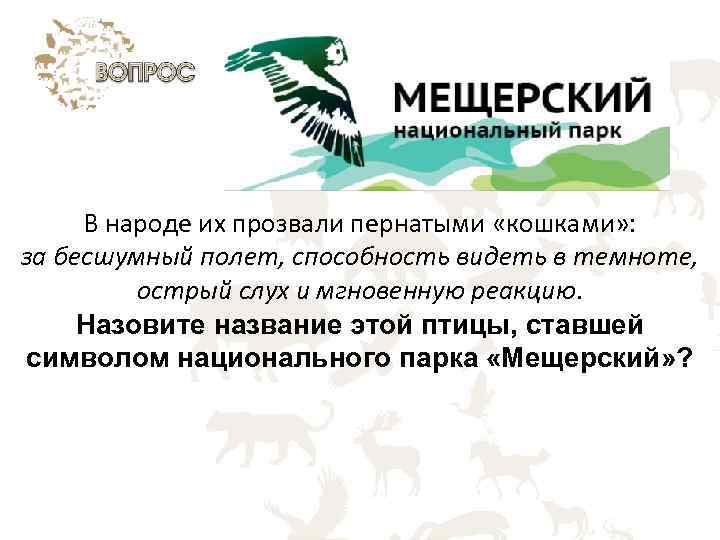В народе их прозвали пернатыми «кошками» : за бесшумный полет, способность видеть в темноте,
