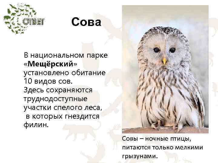 Сова В национальном парке «Мещёрский» установлено обитание 10 видов сов. Здесь сохраняются труднодоступные участки