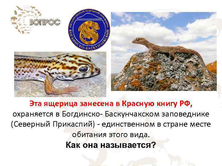 Эта ящерица занесена в Красную книгу РФ, охраняется в Богдинско Баскунчакском заповеднике (Северный Прикаспий)