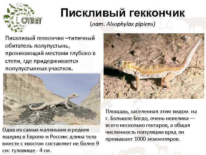 Пискливый геккончик (лат. Alsophylax pipiens) Пискливый геккончик –типичный обитатель полупустынь, проникающий местами глубоко в