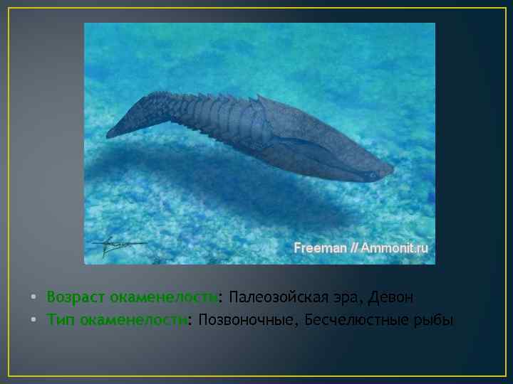  • Возраст окаменелости: Палеозойская эра, Девон • Тип окаменелости: Позвоночные, Бесчелюстные рыбы 