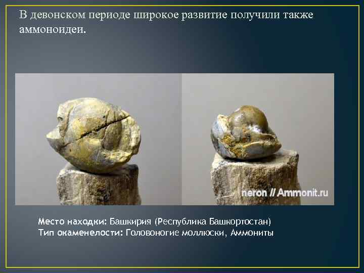 В девонском периоде широкое развитие получили также аммоноидеи. Место находки: Башкирия (Республика Башкортостан) Тип