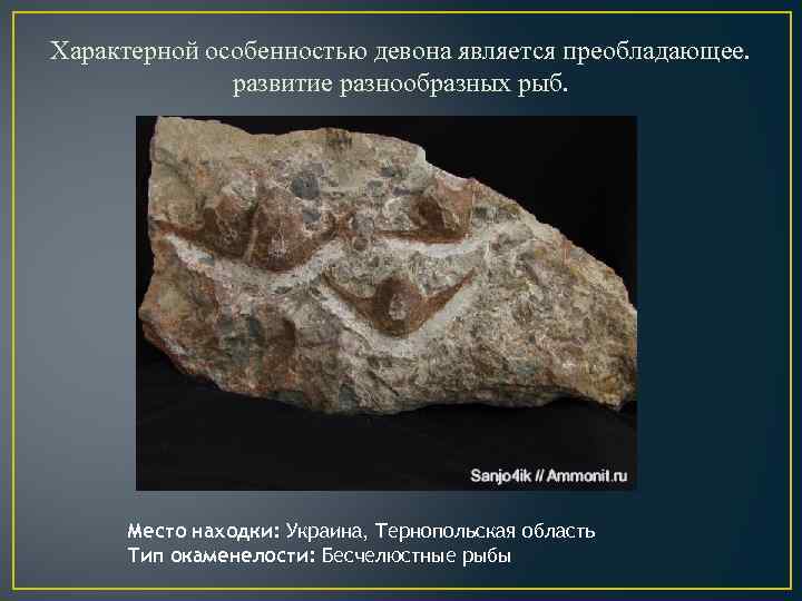 Характерной особенностью девона является преобладающее. развитие разнообразных рыб. Место находки: Украина, Тернопольская область Тип