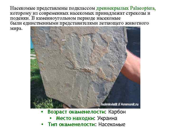 Насекомые представлены подклассом древнекрылых Palaeoptera, которому из современных насекомых принадлежат стрекозы и поденки. В