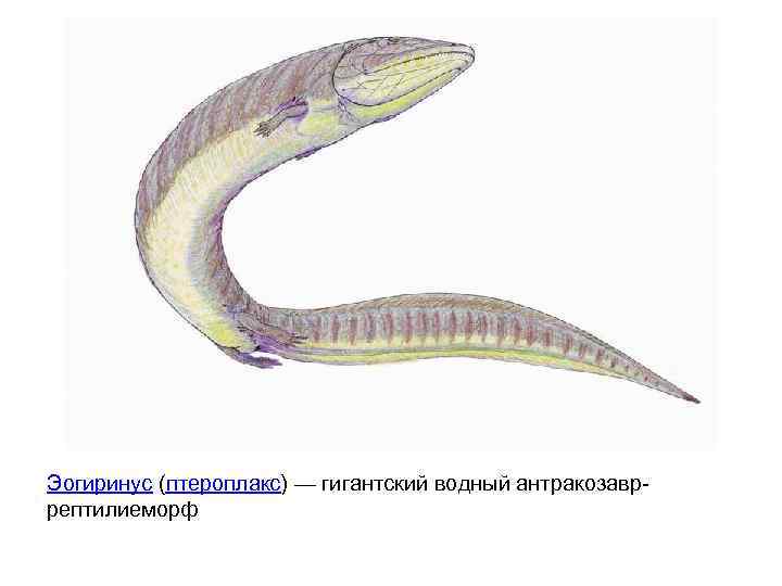 Эогиринус (птероплакс) — гигантский водный антракозавррептилиеморф 