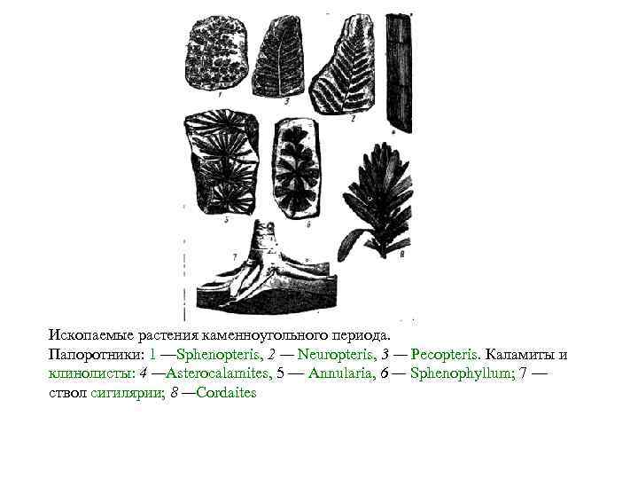 Ископаемые растения каменноугольного периода. Папоротники: 1 —Sphenopteris, 2 — Neuropteris, 3 — Pecopteris. Каламиты