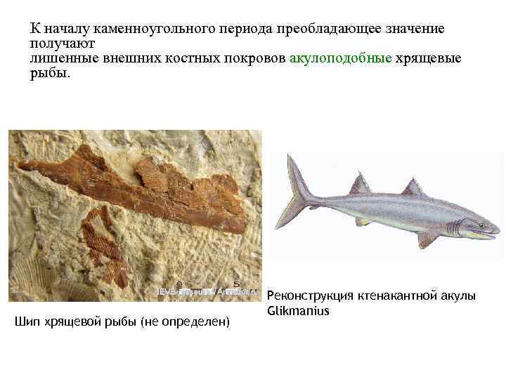 К началу каменноугольного периода преобладающее значение получают лишенные внешних костных покровов акулоподобные хрящевые рыбы.