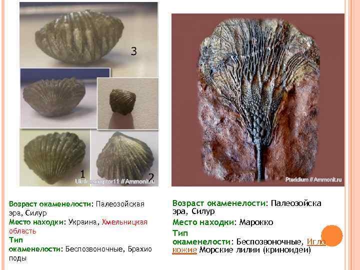 Возраст окаменелости: Палеозойская эра, Силур Место находки: Украина, Хмельницкая область Тип окаменелости: Беспозвоночные, Брахио