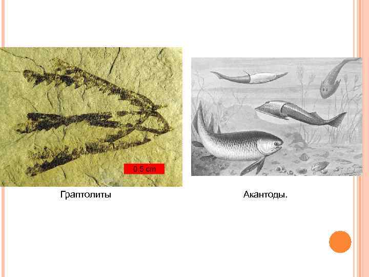  . Граптолиты Акантоды. 