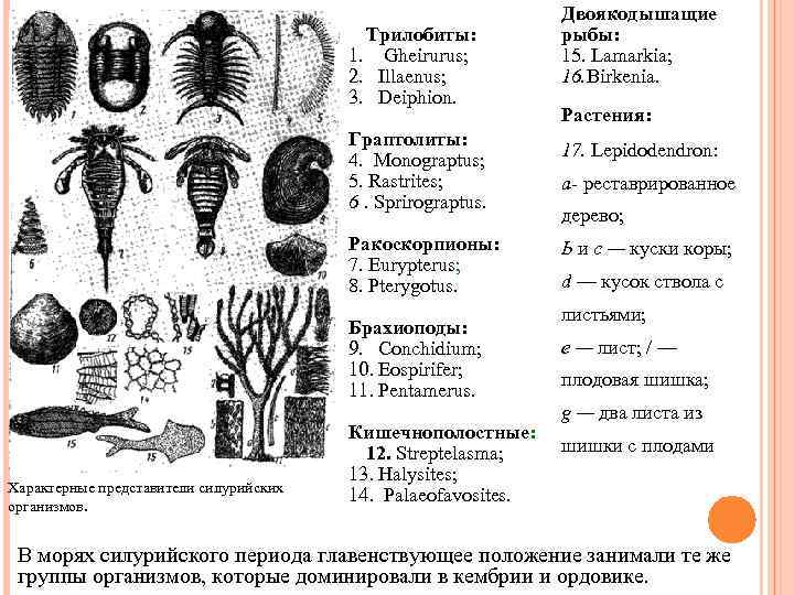 Трилобиты: 1. Gheirurus; 2. Illaenus; 3. Deiphion. Граптолиты: 4. Monograptus; 5. Rastrites; 6. Sprirograptus.