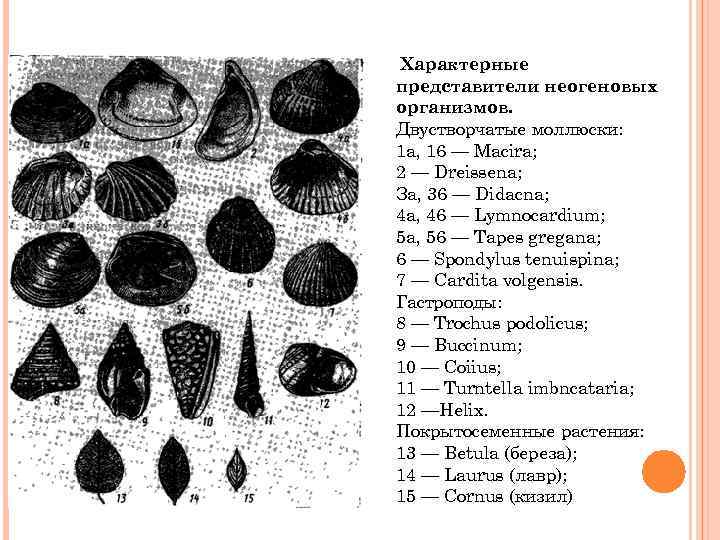 Характерные представители неогеновых организмов. Двустворчатые моллюски: 1 а, 16 — Macira; 2 — Dreissena;