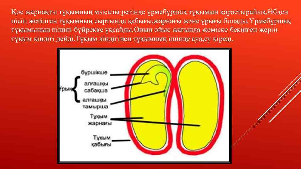 Қос жарнақты тұқымның мысалы ретінде үрмебұршақ тұқымын қарастырайық. Әбден пісіп жетілген тұқымның сыртында қабығы,