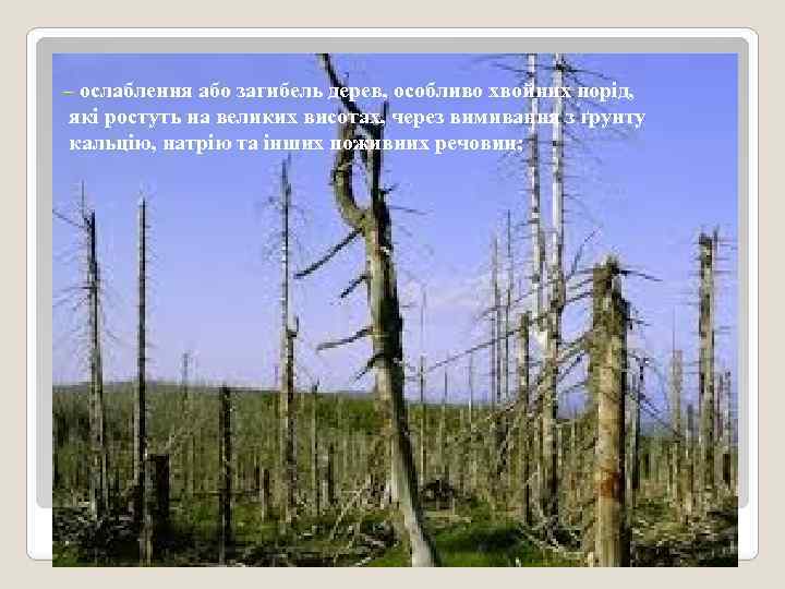 – ослаблення або загибель дерев, особливо хвойних порід, які ростуть на великих висотах, через